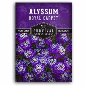 Royal Carpet Alyssum Seeds – Fragrant Heirloom Violet Ground Cover for Pollinators, Borders & Containers