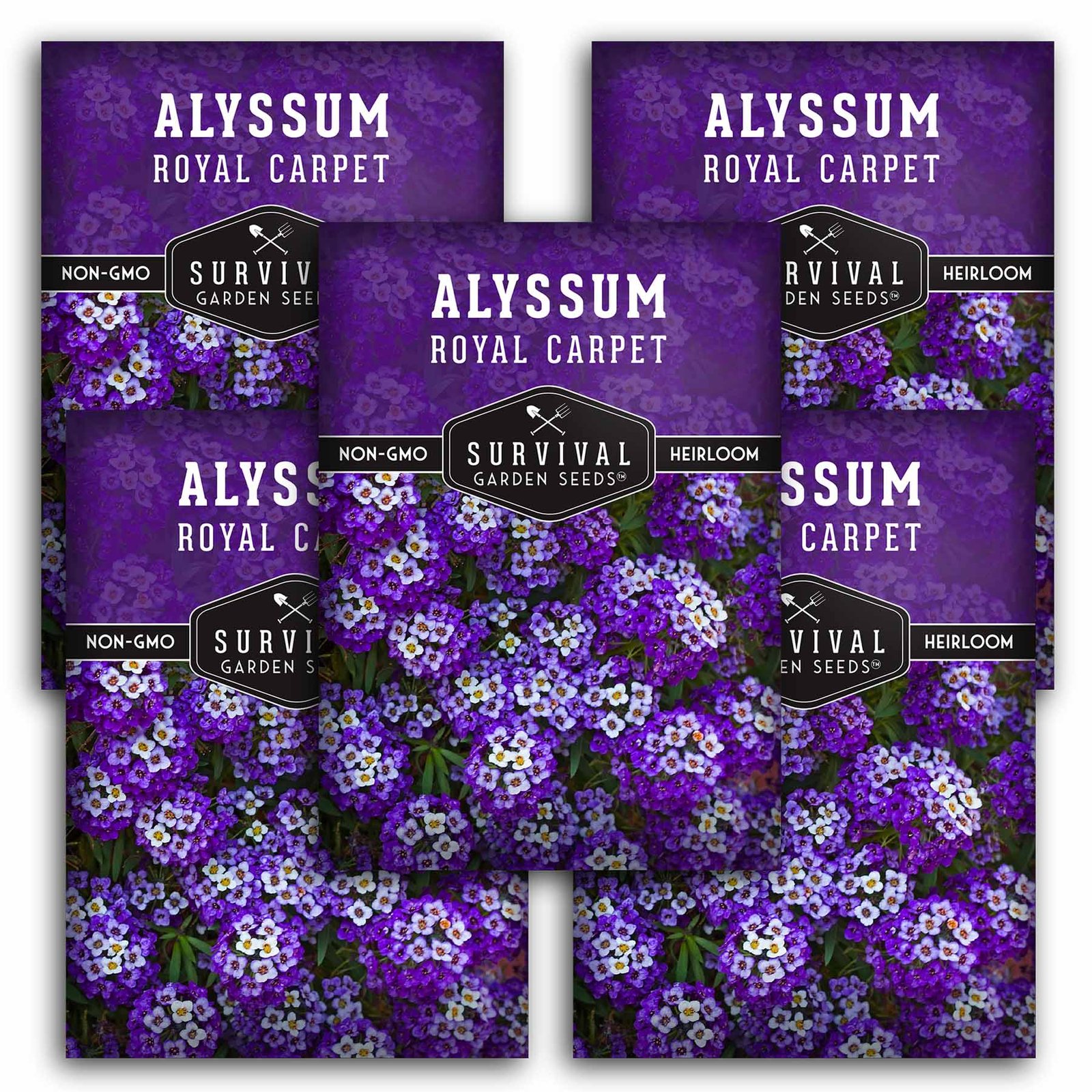 Alyssum-Royal-Carpet-01.5.jpg