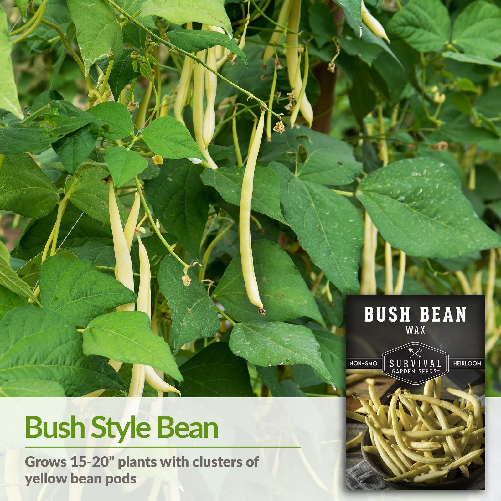 Bean-Bush-Wax-03.jpg