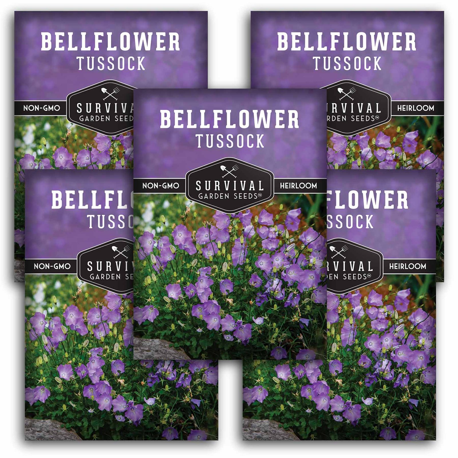 Bellflower-Tussock-01.5.jpg