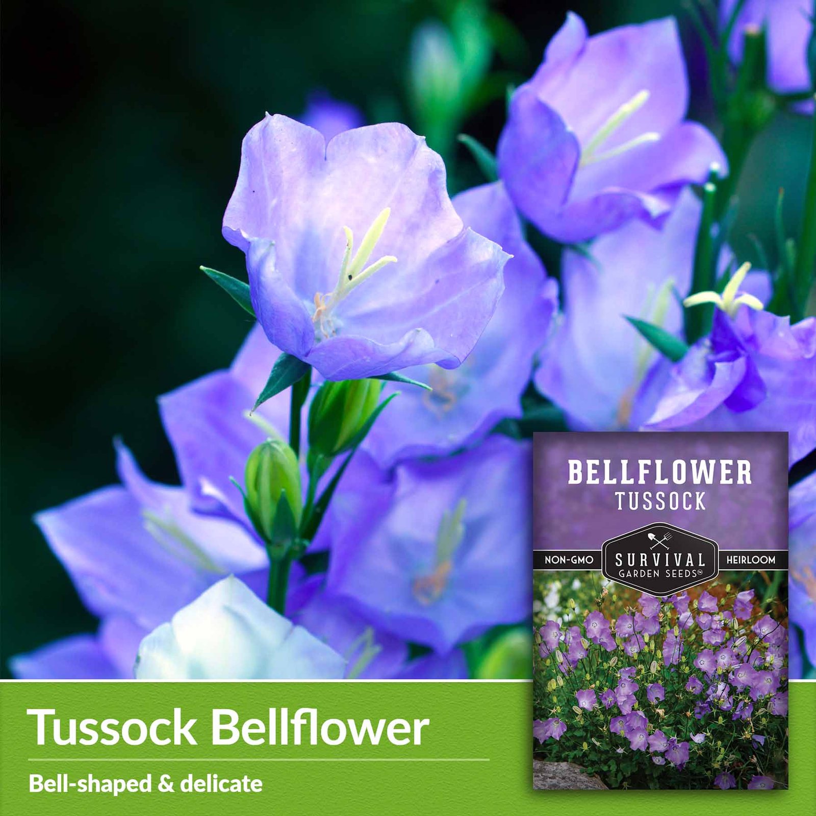 Bellflower-Tussock-03.jpg