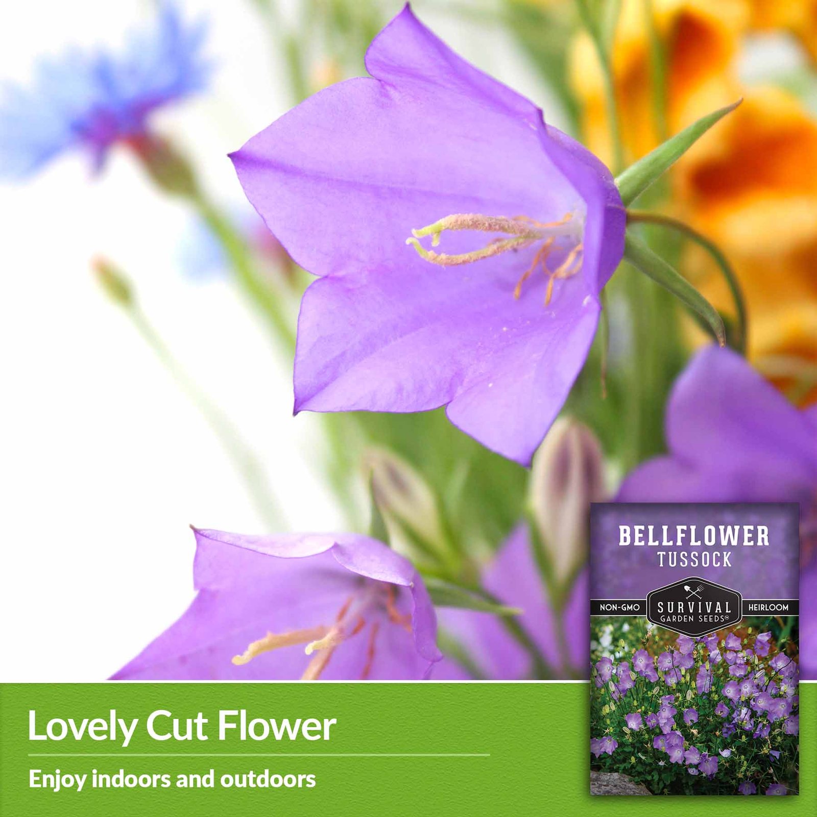 Bellflower-Tussock-04.jpg