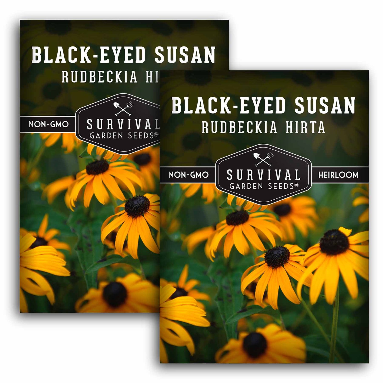 Black-eyed-Susan-01.2.jpg