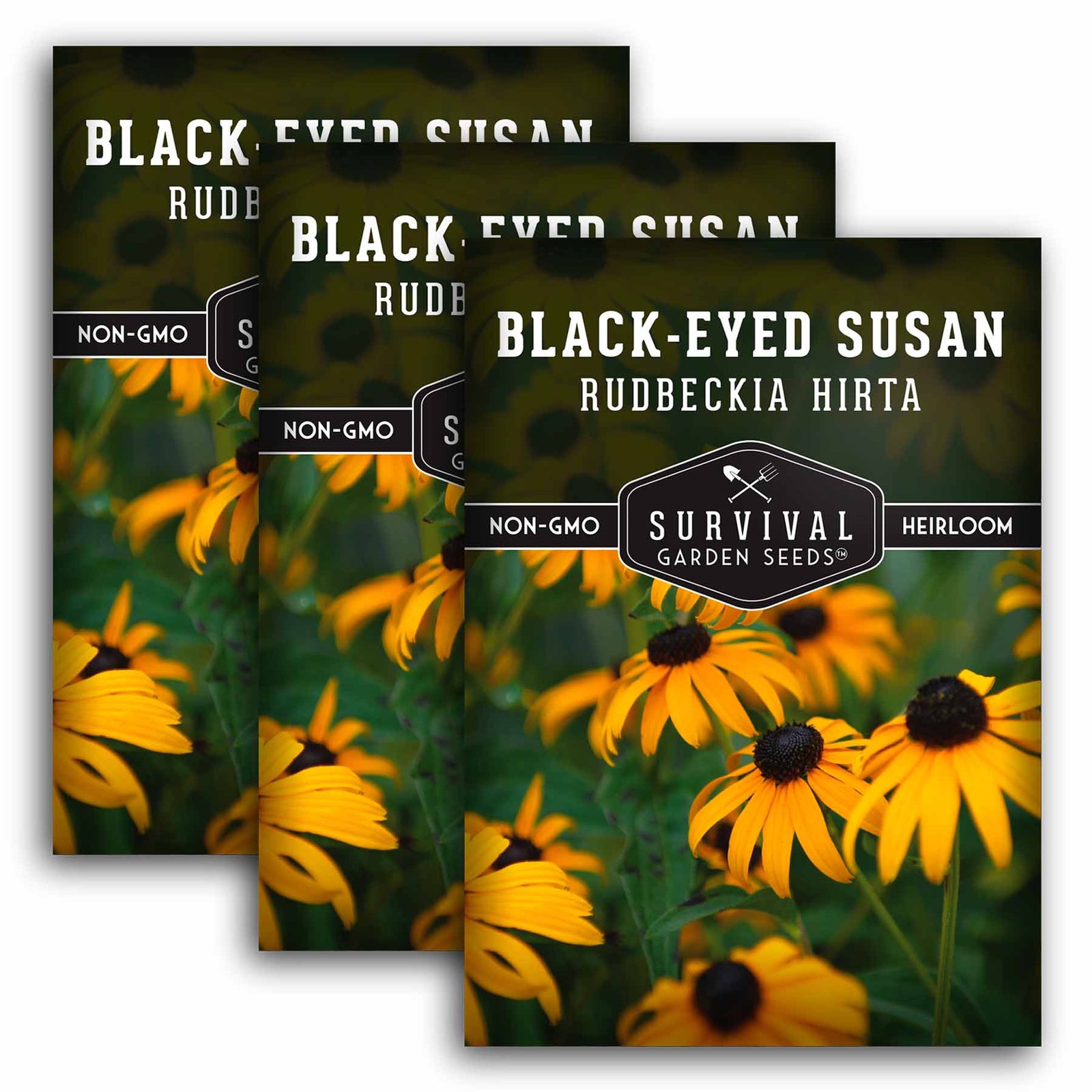Black-eyed-Susan-01.3.jpg