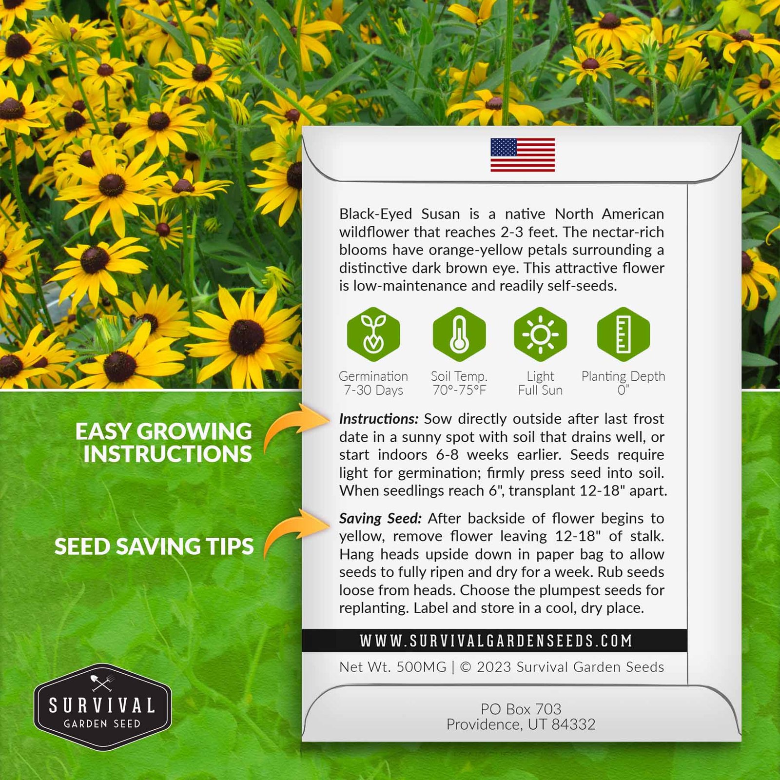 Black-eyed-Susan-02.jpg