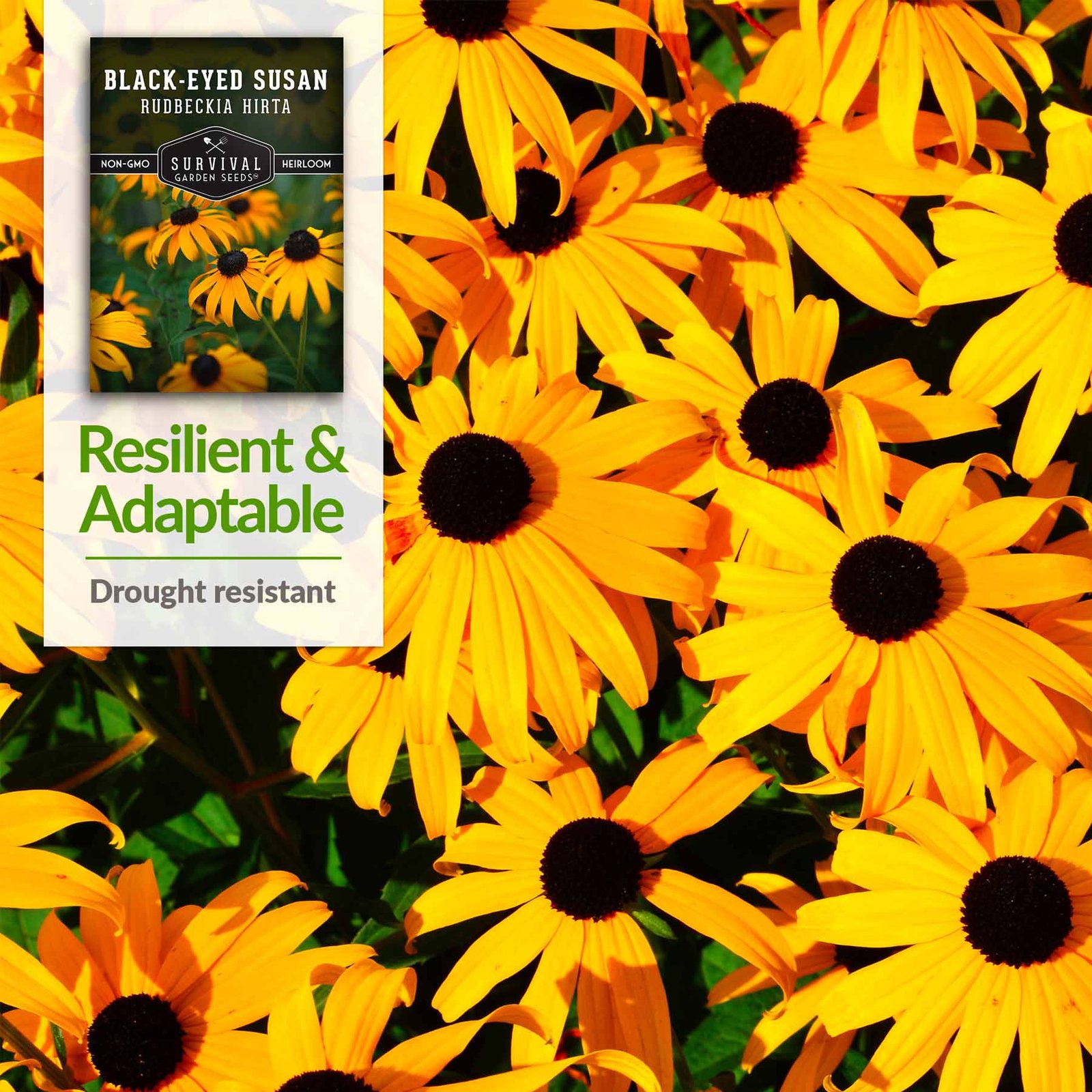 Black-eyed-Susan-04.jpg