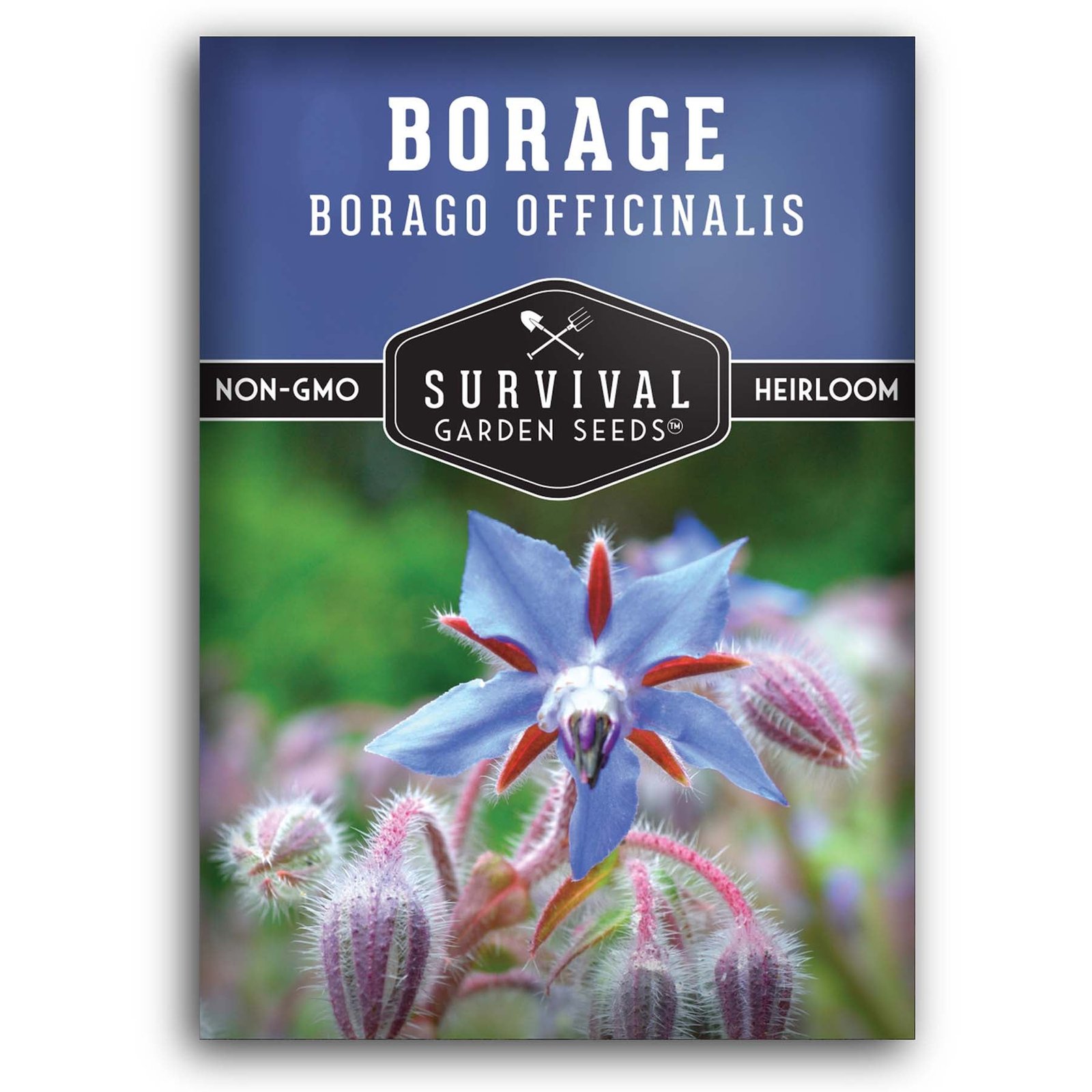 Borage-01.jpg