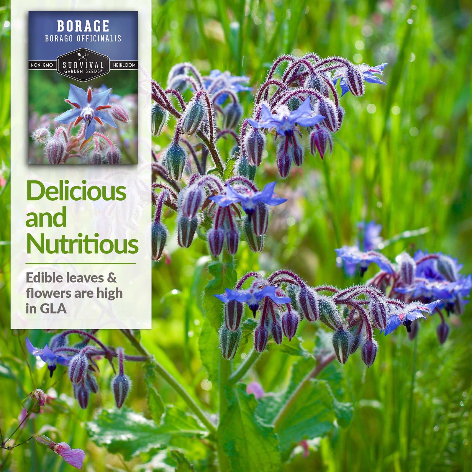 Borage-04.jpg