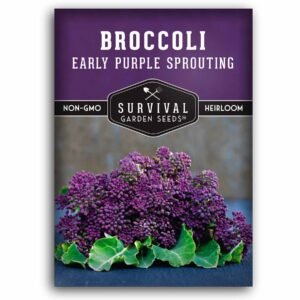 Early Purple Sprouting Broccoli Seeds – Heirloom, Open-Pollinated Cool-Season Brassica for Late Winter & Spring Harvests