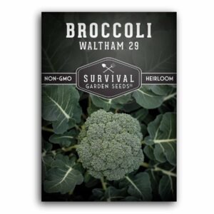 Waltham 29 Broccoli Seeds – Cold-Tolerant, High-Yielding Heirloom Broccoli for Fall Gardens