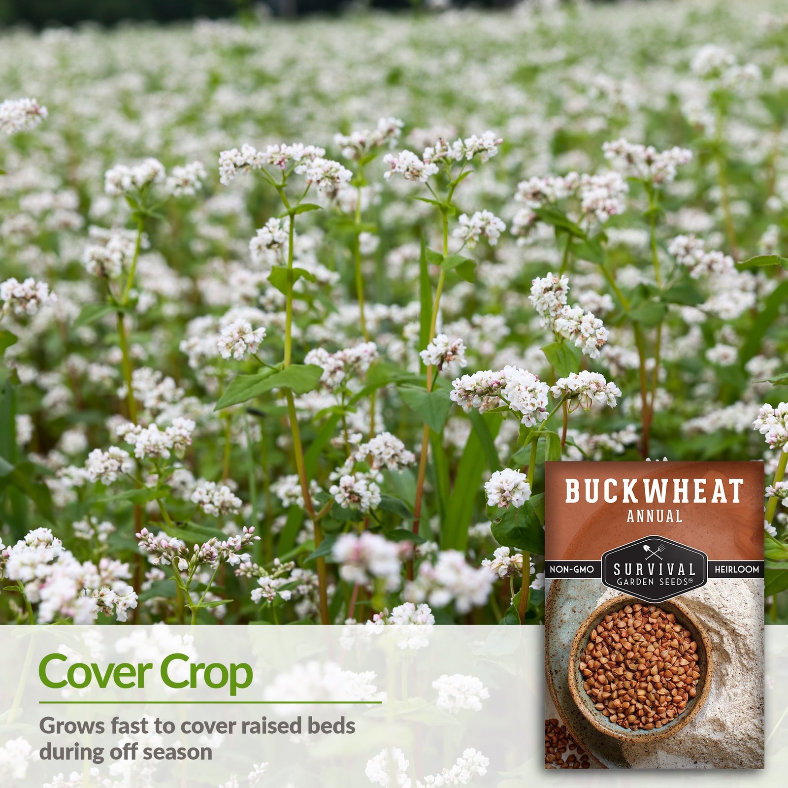 Buckwheat-03.jpg