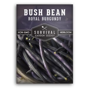 Royal Burgundy Bush Bean Seeds – Compact Purple Snap Beans for Containers & Small Gardens