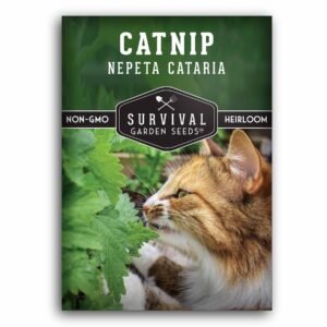 Catnip Herb Seeds (Nepeta cataria) – Indoor or Outdoor