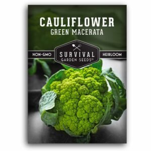 Green Macerata Cauliflower Seeds – Rare Italian Heirloom Variety with Bright Green Heads & Mild Buttery Flavor
