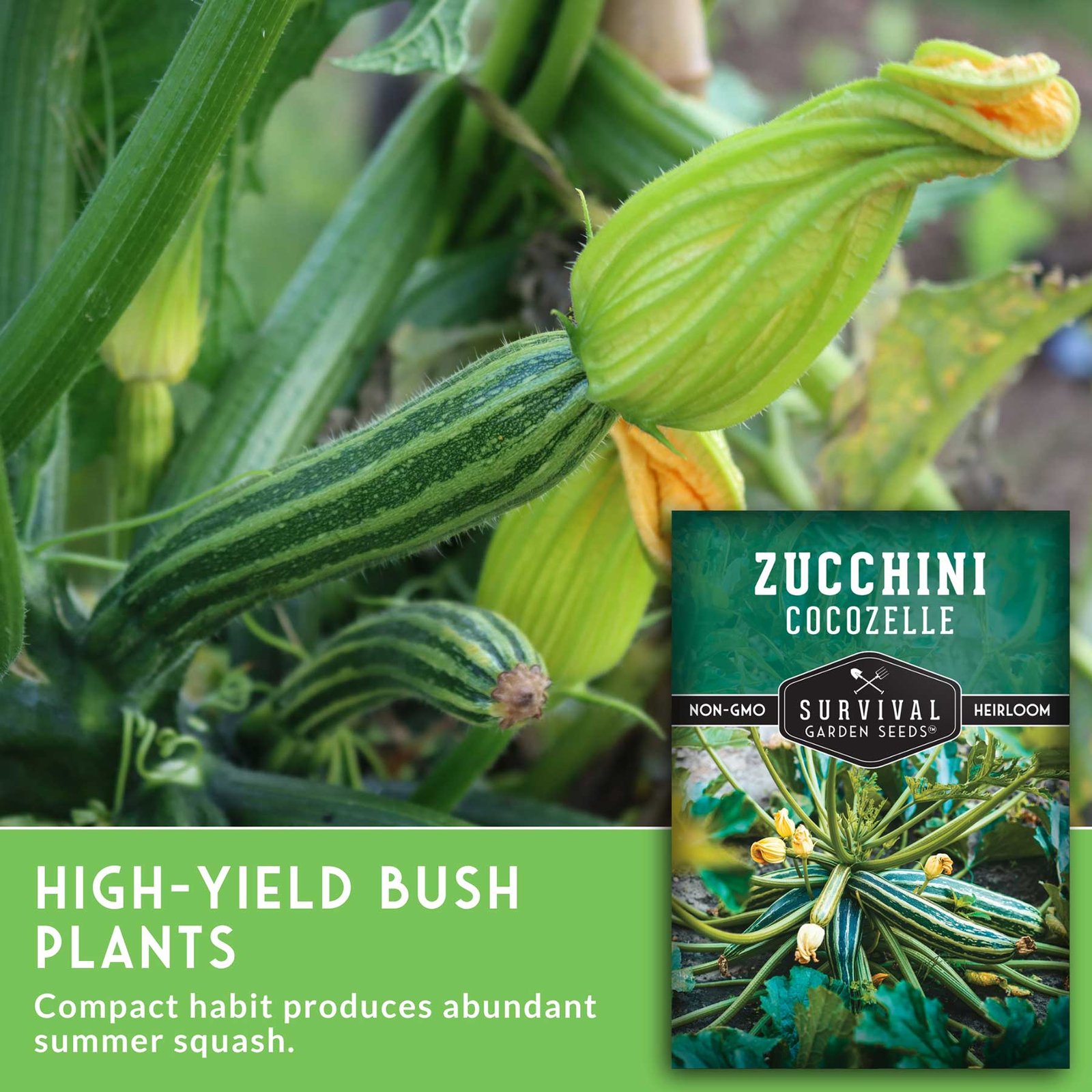 Cocozelle-Zucchini-5.jpg