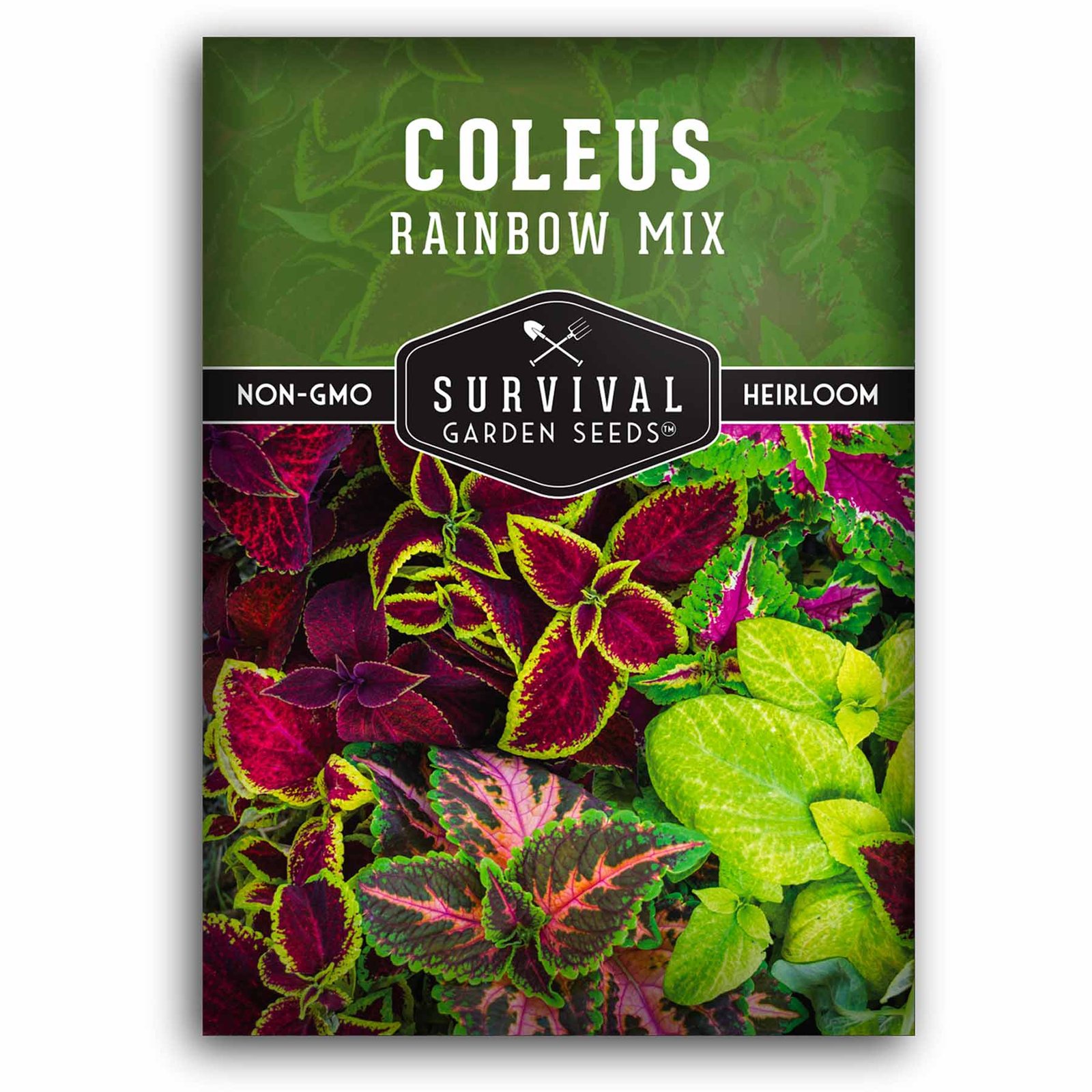 Coleus-Rainbow-Mix-01.1.jpg