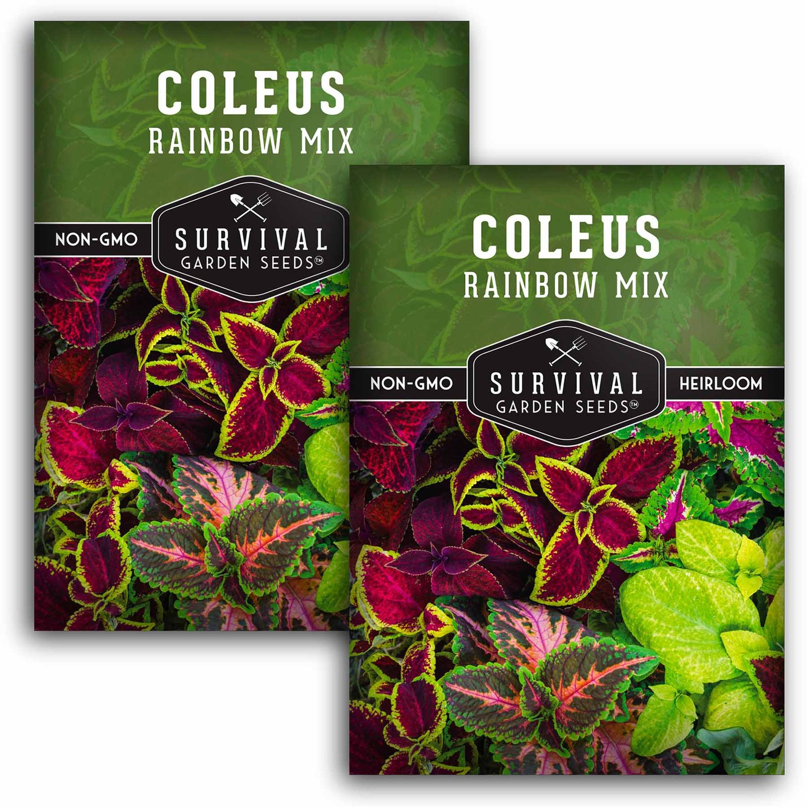 Coleus-Rainbow-Mix-01.2.jpg