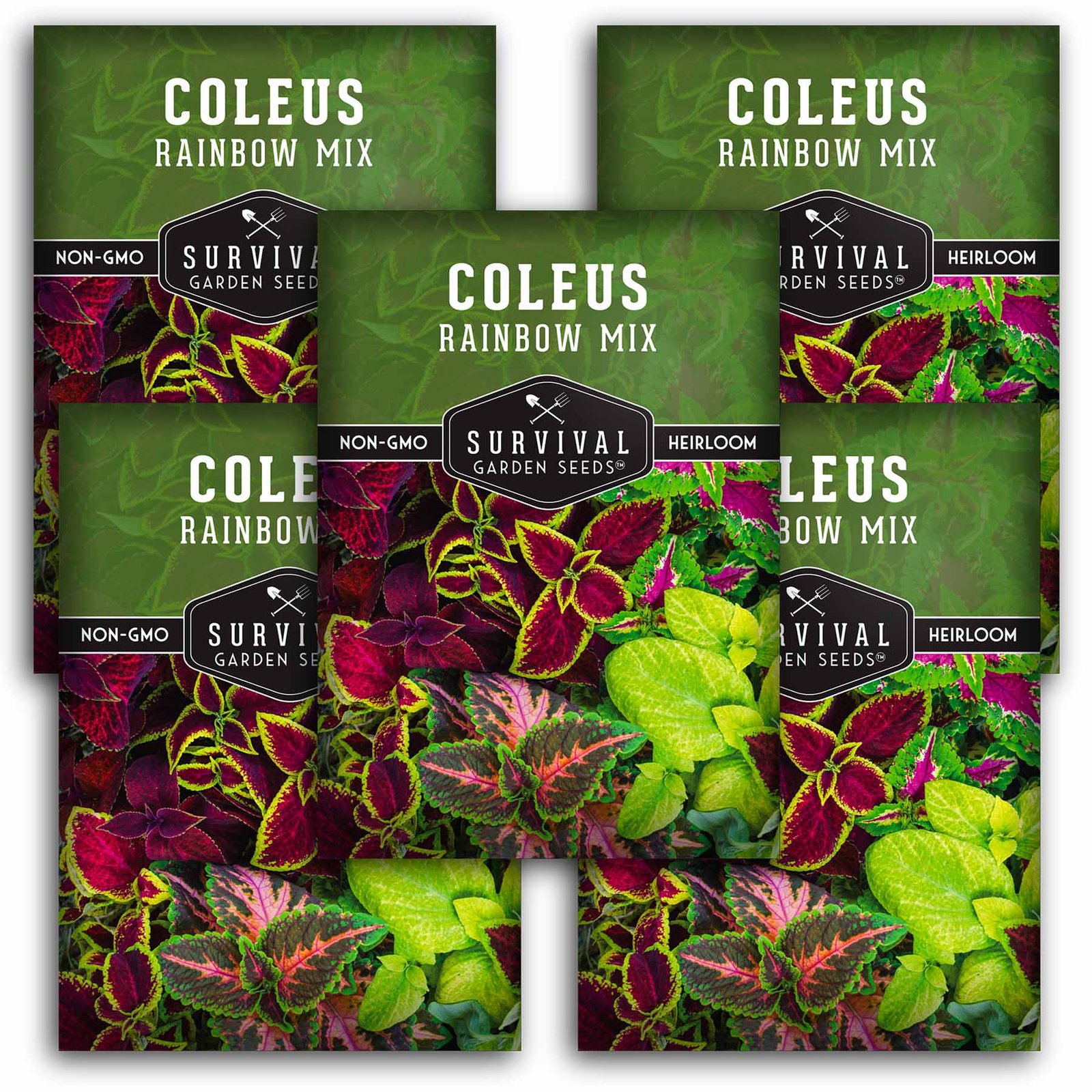 Coleus-Rainbow-Mix-01.5.jpg