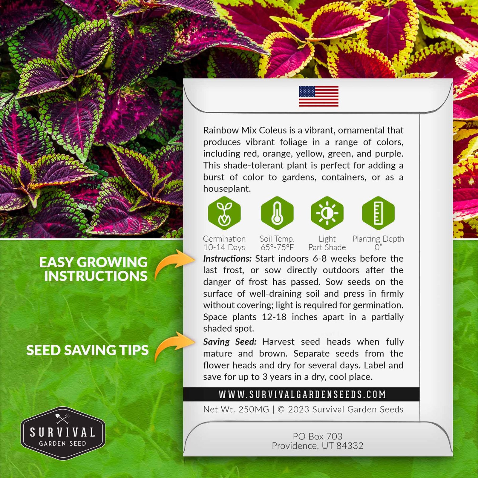 Coleus-Rainbow-Mix-02.jpg