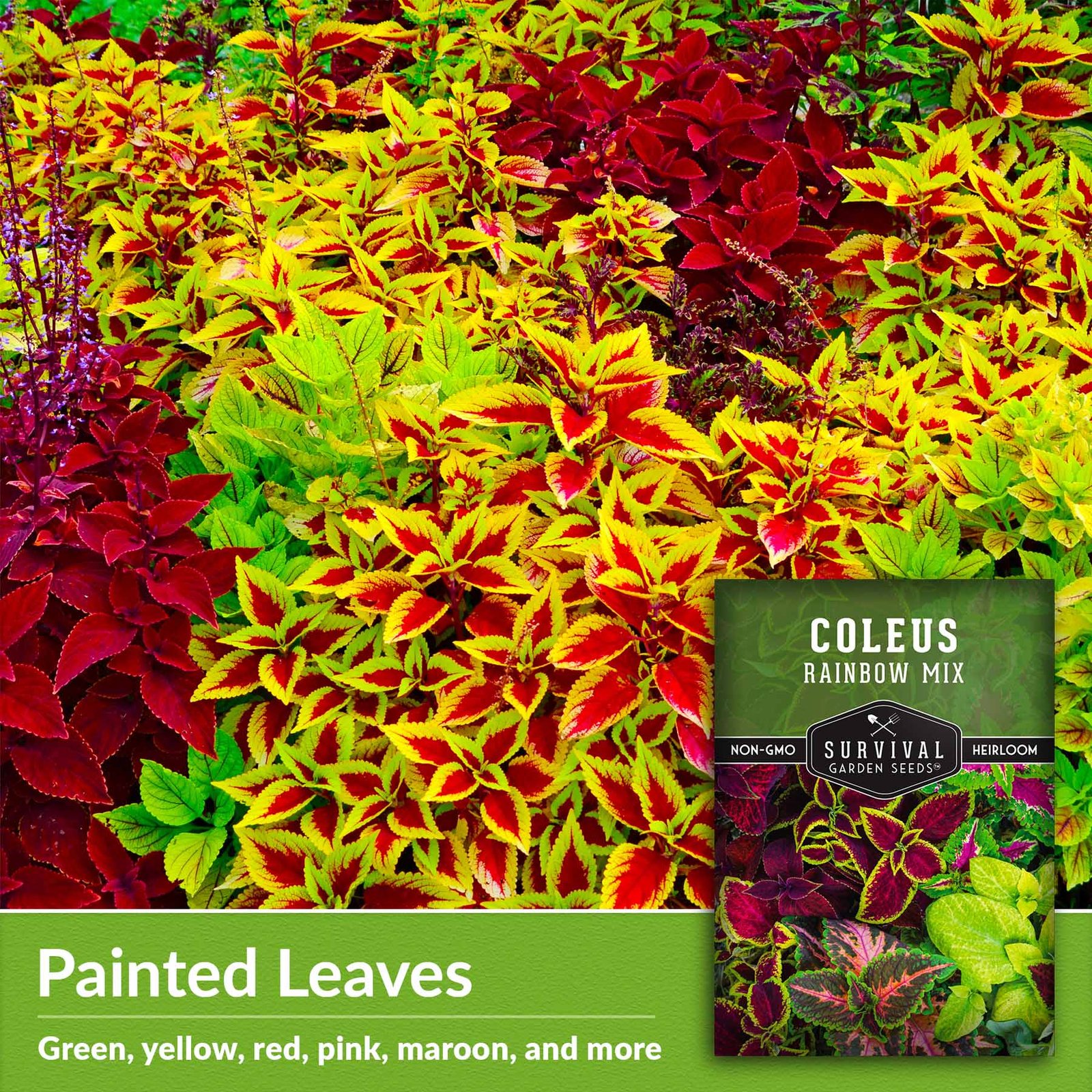 Coleus-Rainbow-Mix-03.jpg