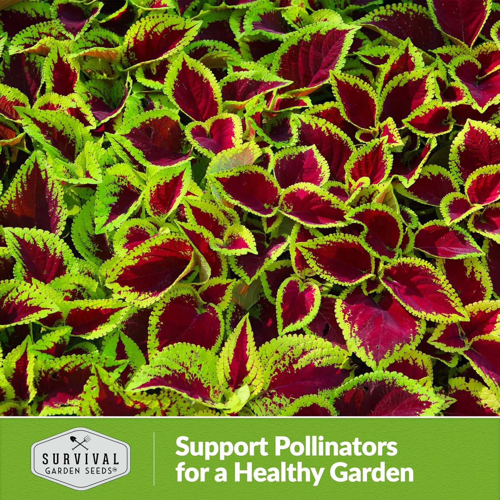 Coleus-Rainbow-Mix-06.jpg