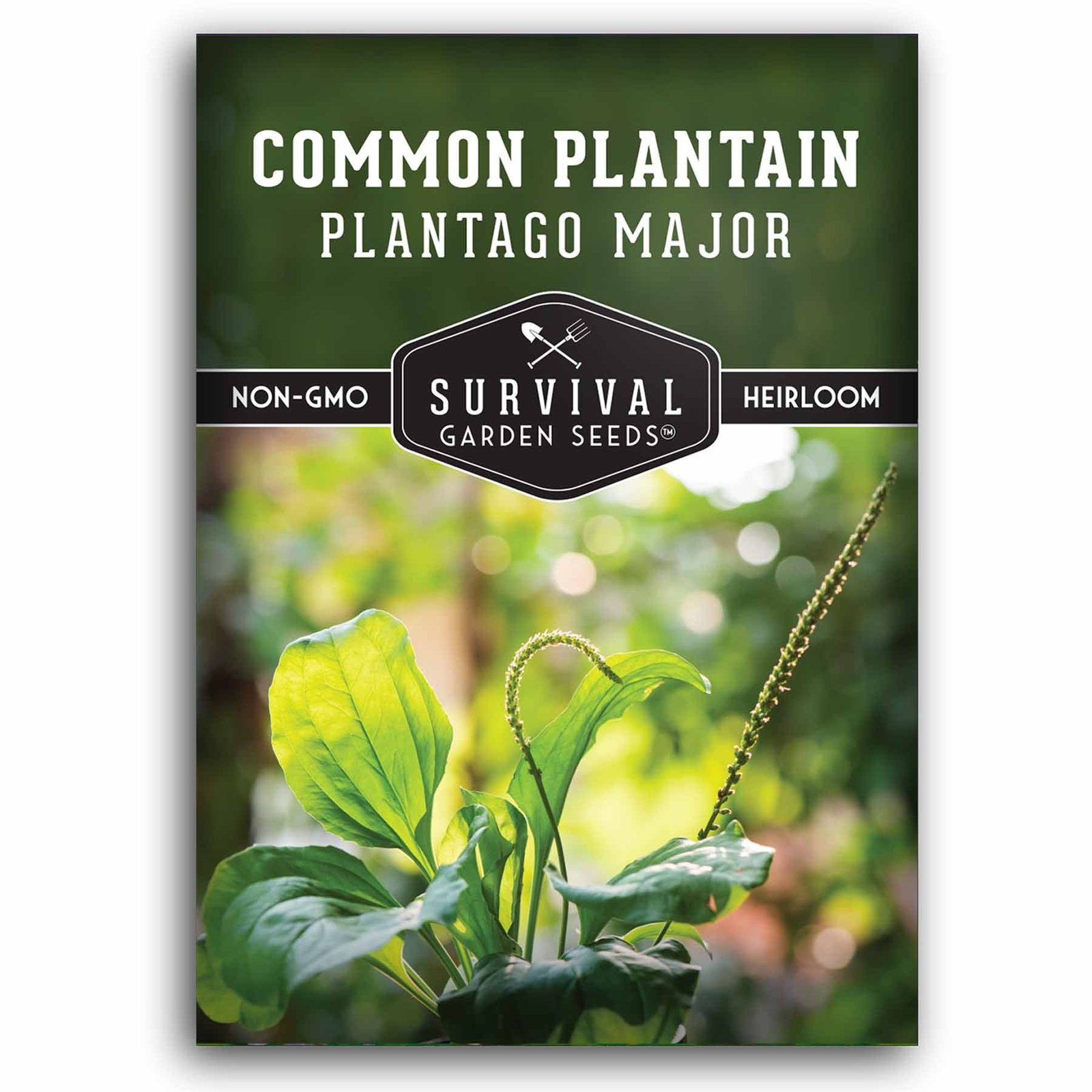 Common-Plantain-01.1.jpg