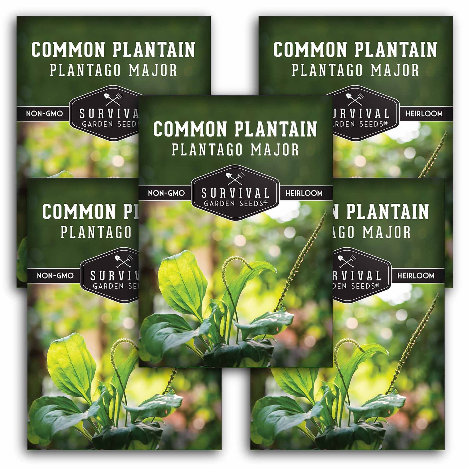 Common-Plantain-01.5.jpg