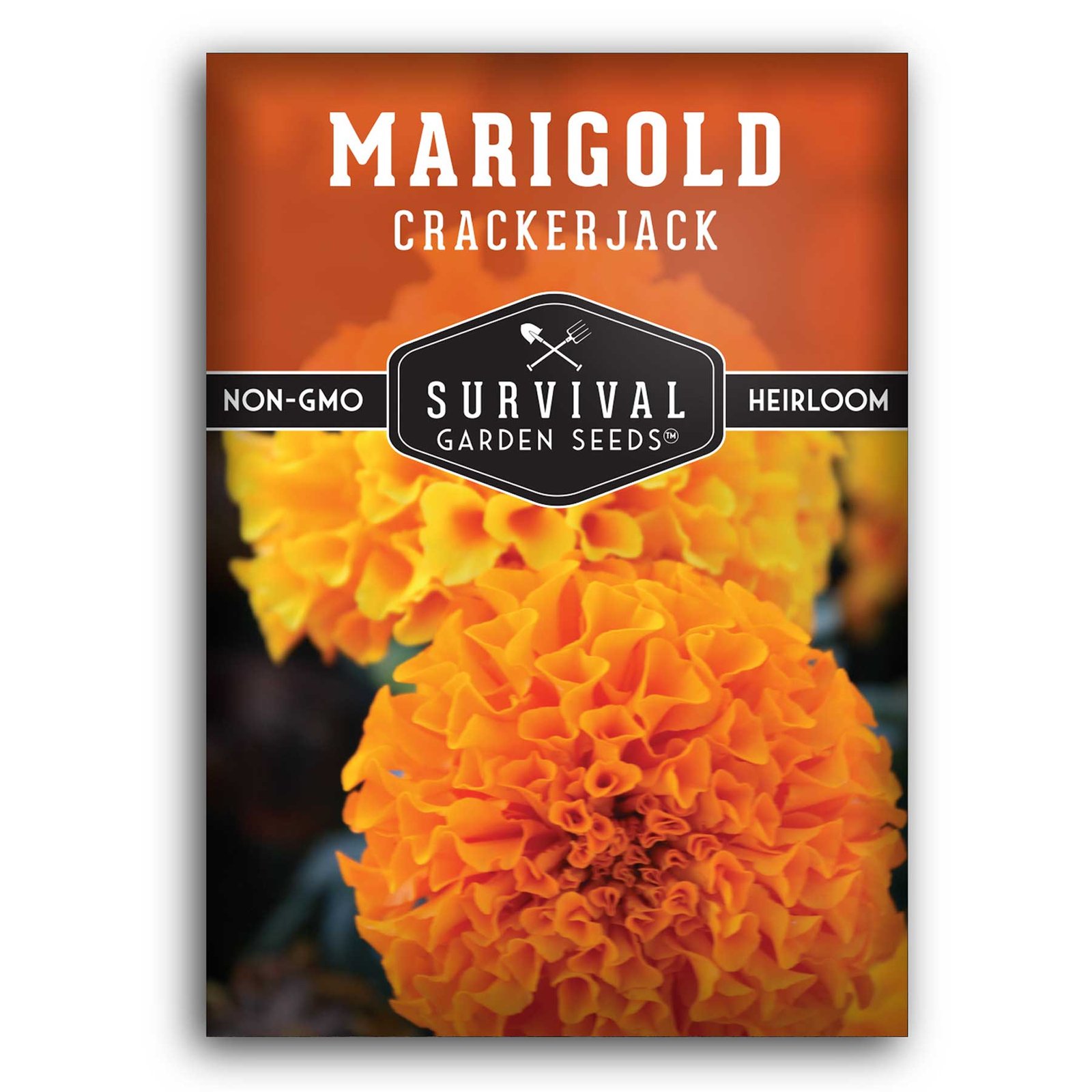 Crackerjack-Marigold-01.jpg