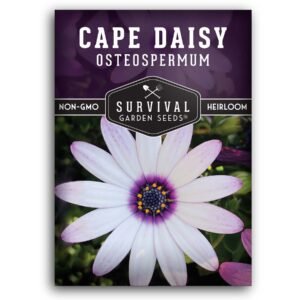 Cape Daisy Seeds – African Daisy with White Petals, Purple Eyes & Long Bloom Time