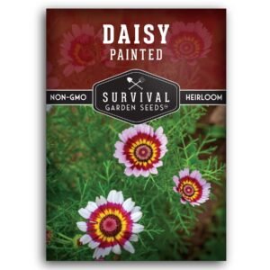 Painted Daisy Seeds – Colorful Annual Flowers with Bullseye Centers for Pollinator Gardens