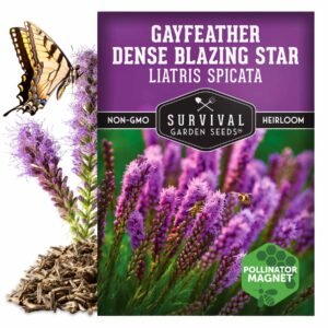 Gayfeather Dense Blazing Star Seeds – Native Perennial with Purple Spikes for Pollinators & Cut Flowers