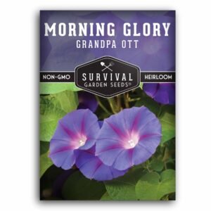 Grandpa Ott Morning Glory Seeds – Heirloom Purple Climbing Vine with Star-Centered Blooms