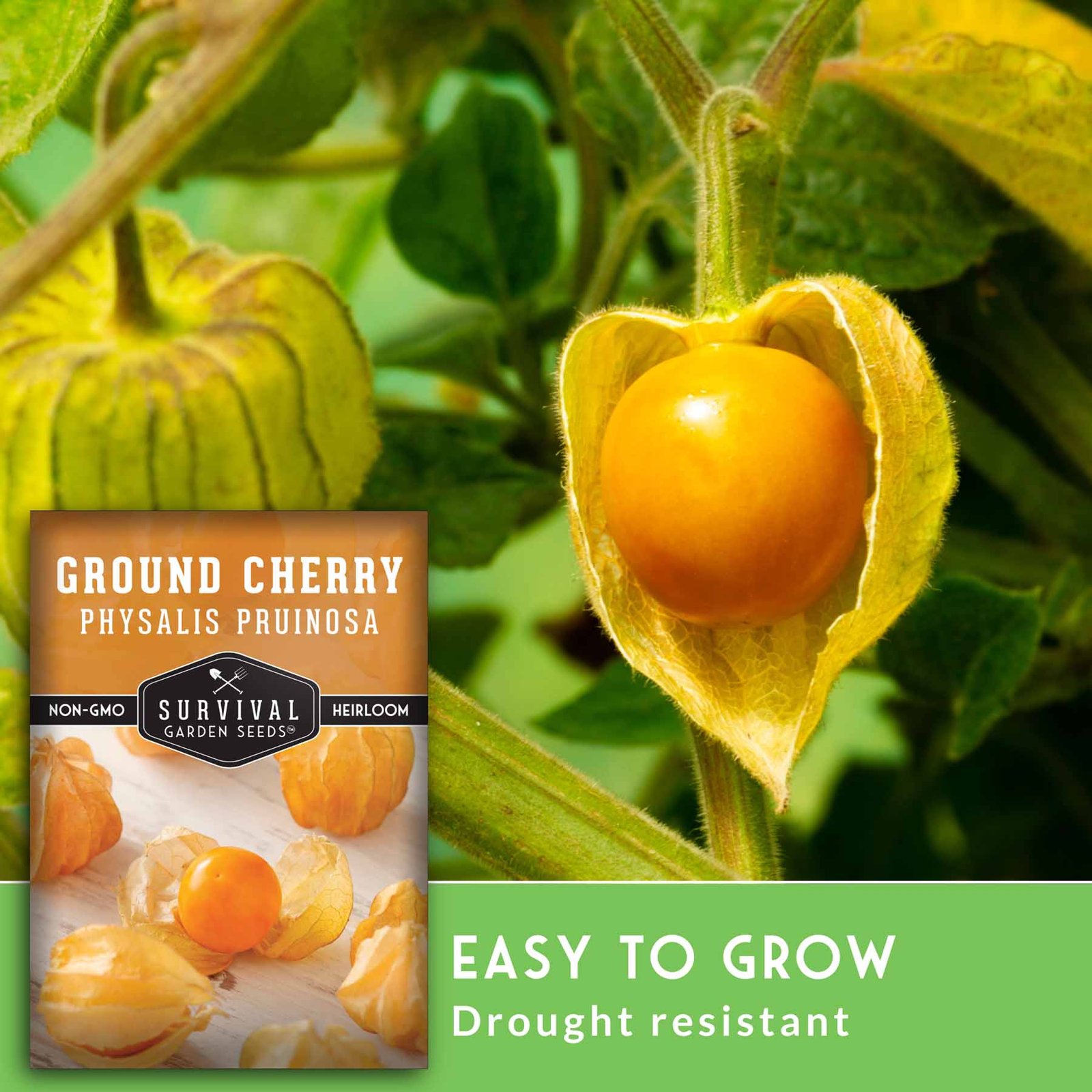 GroundCherries-4.jpg