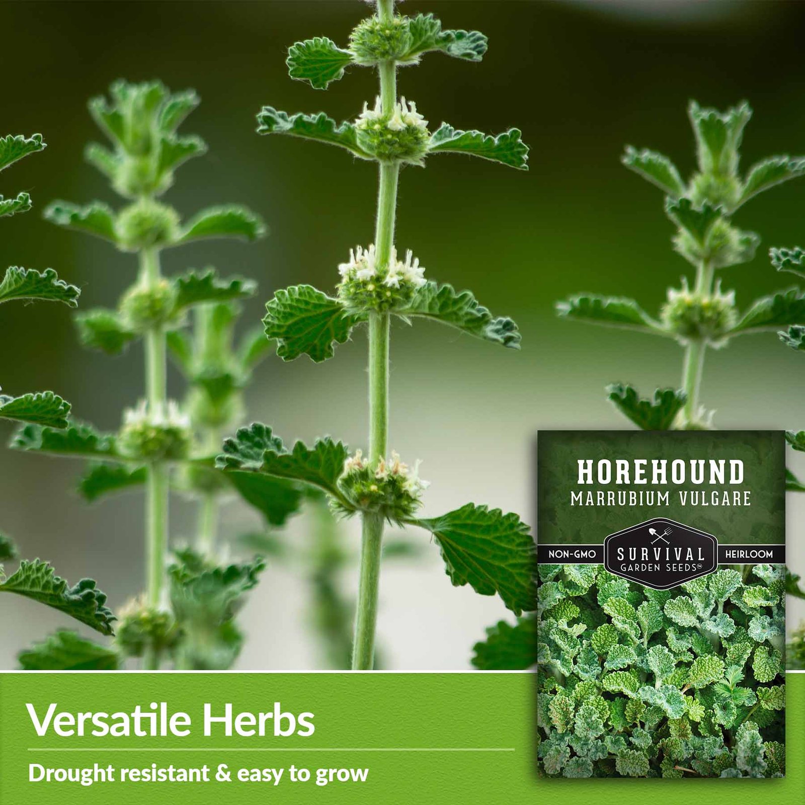 Horehound-03.jpg