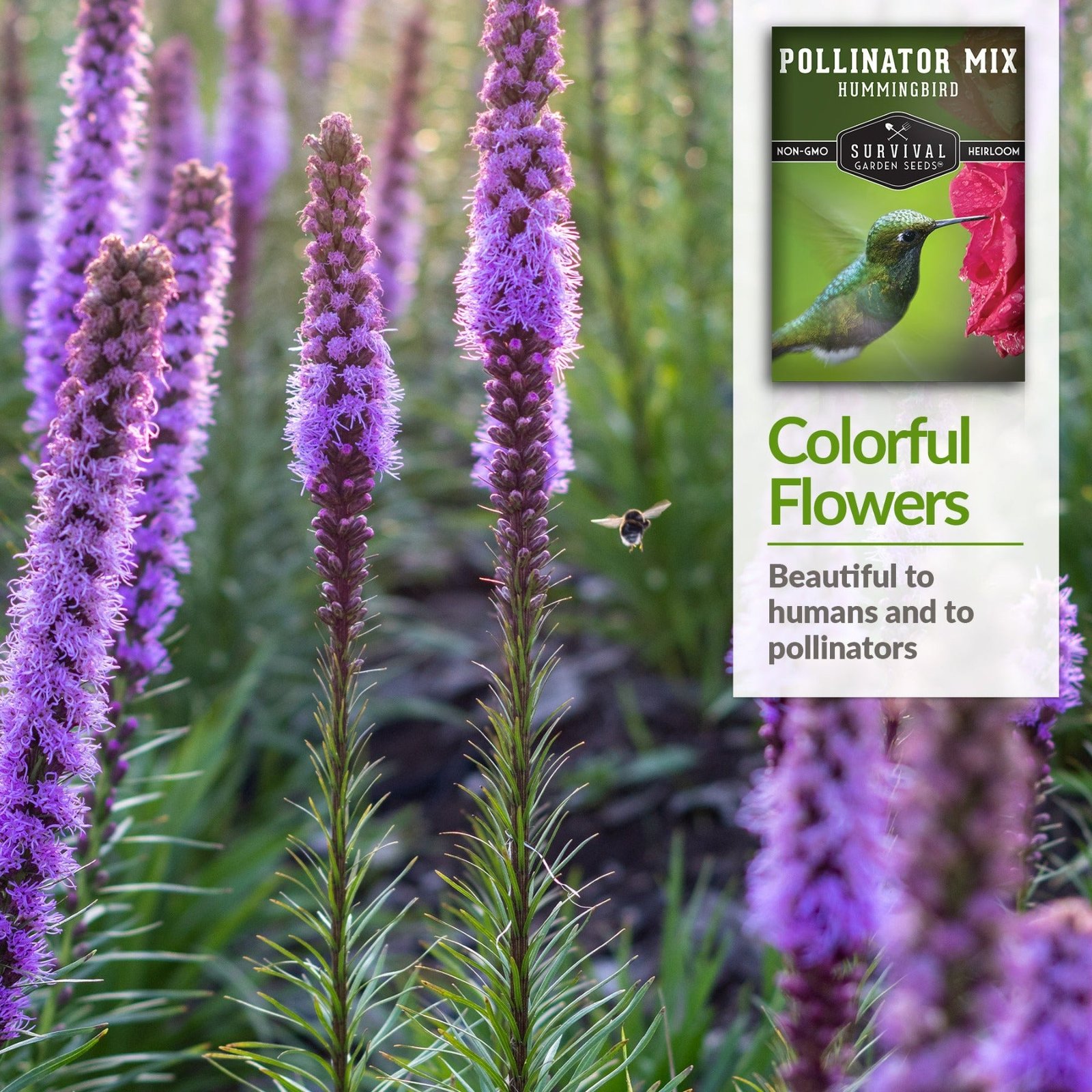 Hummingbird-Mix-04.jpg
