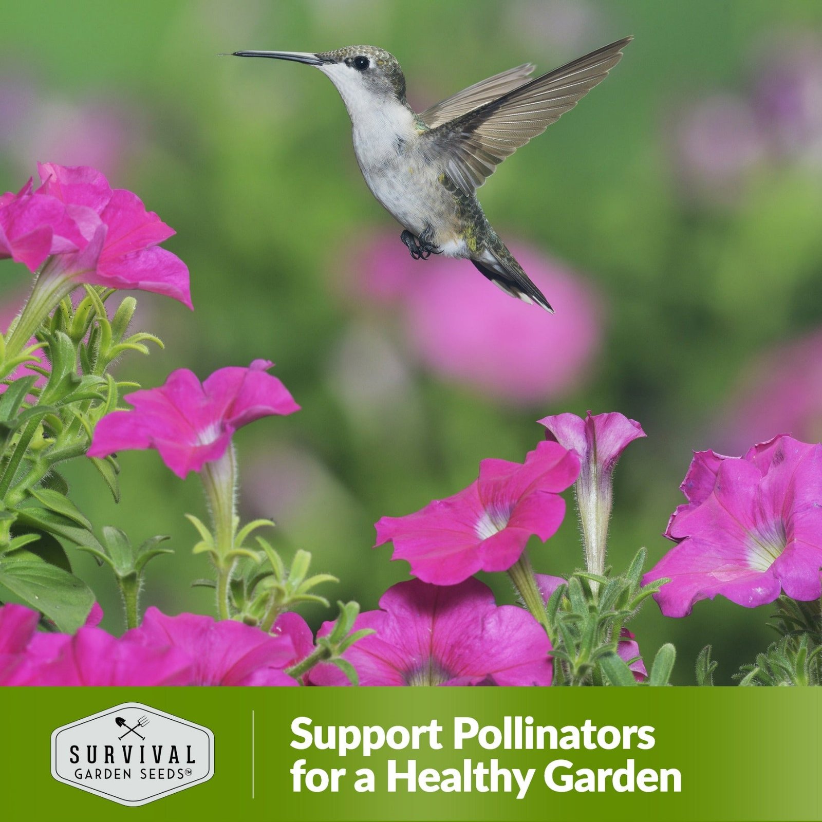 Hummingbird-Mix-06.jpg