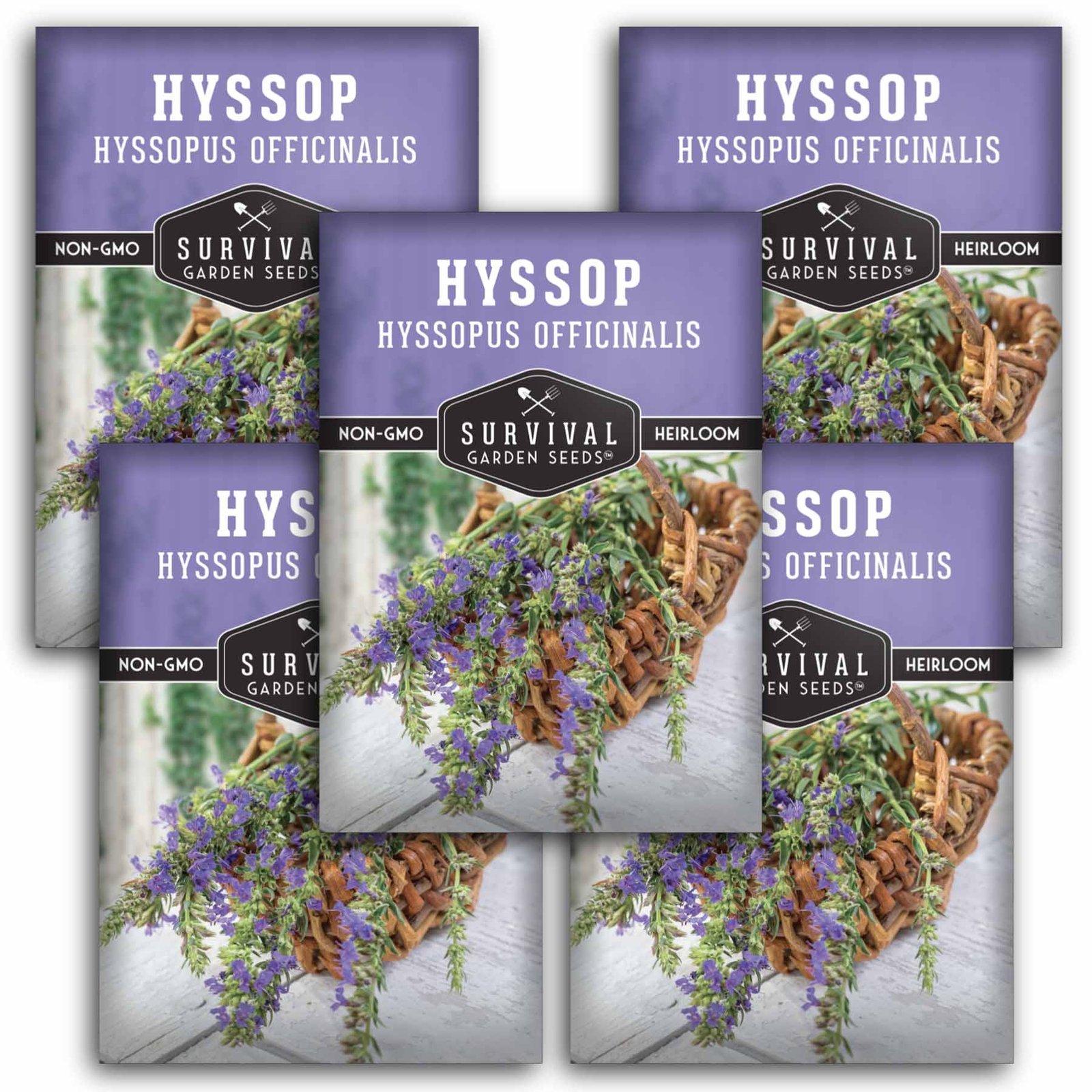 Hyssop-1.5.jpg