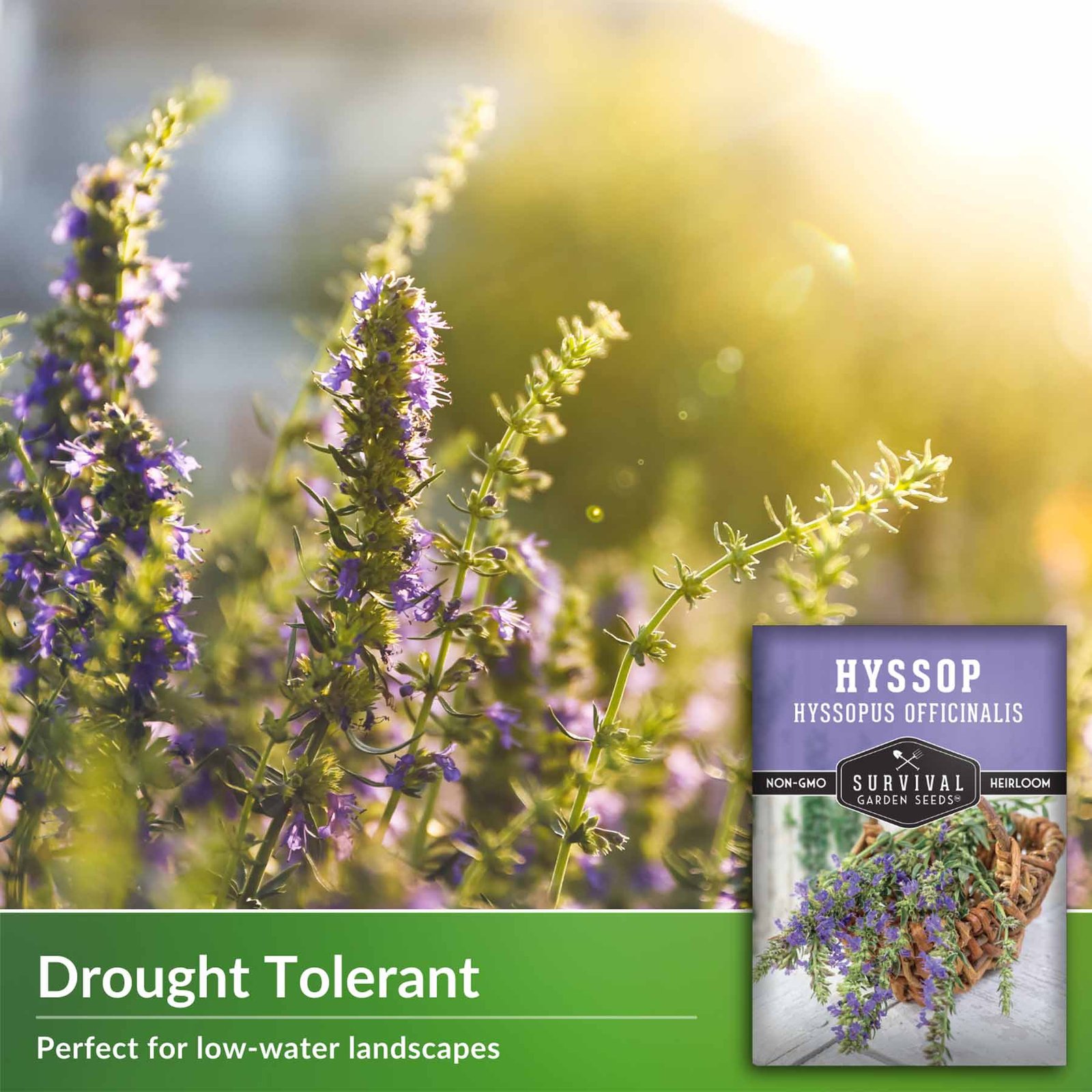 Hyssop-3.jpg