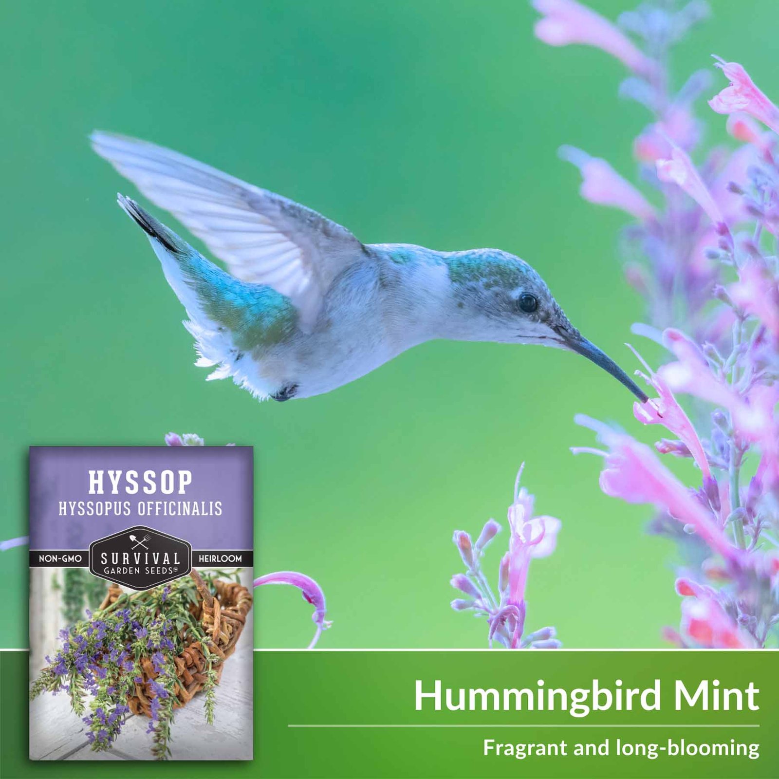 Hyssop-4.jpg