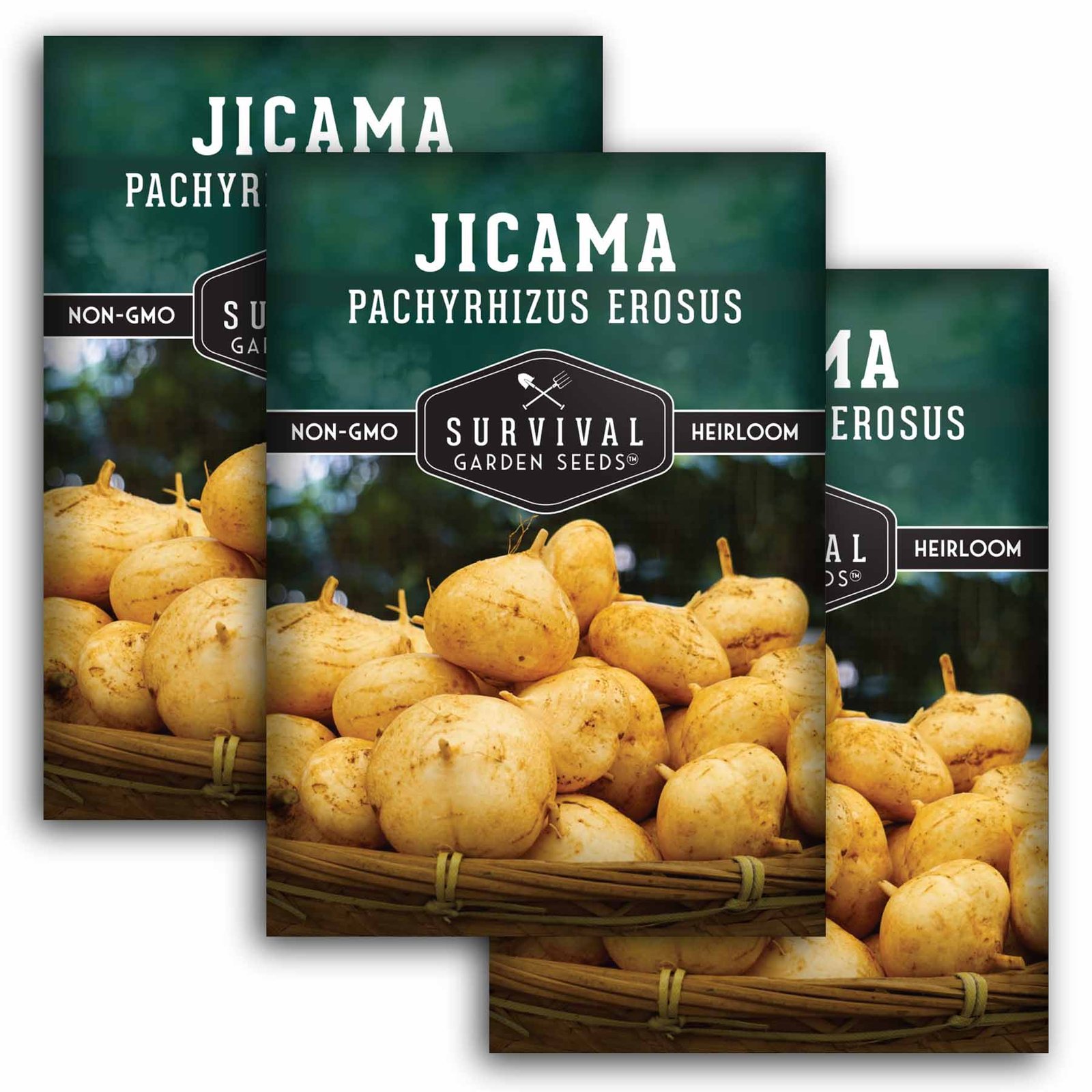 Jicama-1.3.jpg