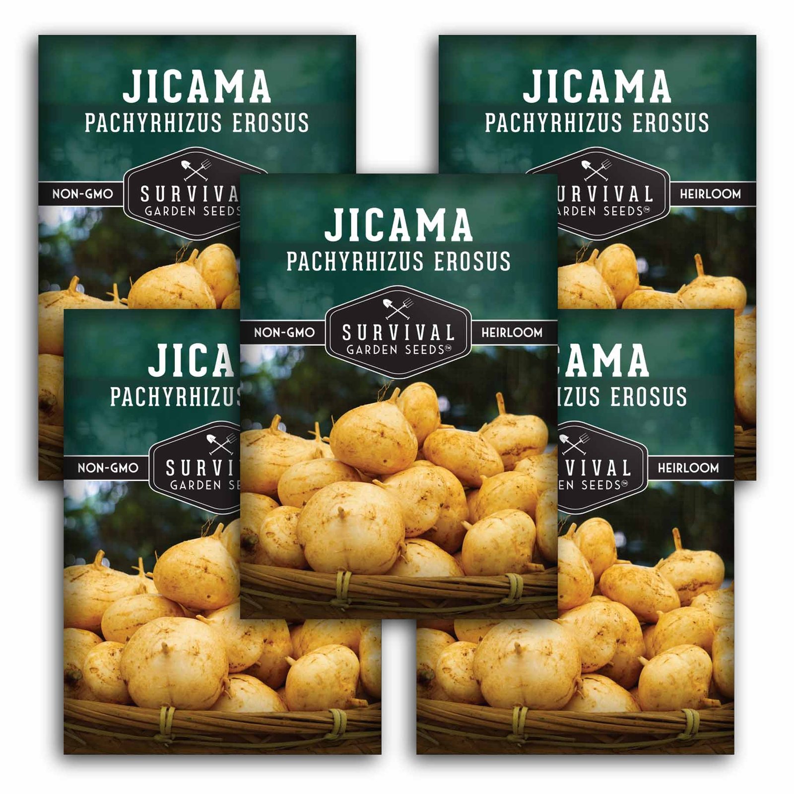 Jicama-1.5.jpg
