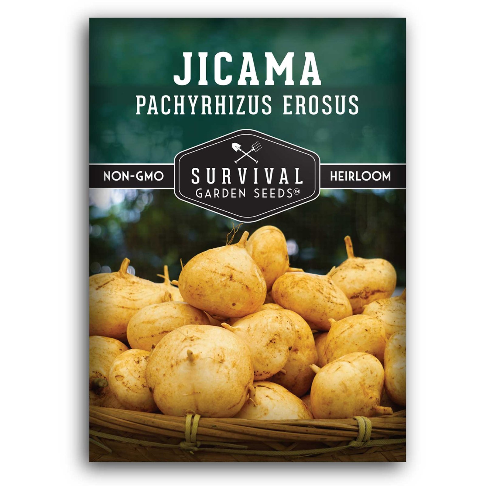 Jicama-1_d9d20eb8-0280-43c2-a1a5-4f0465dff19a.jpg