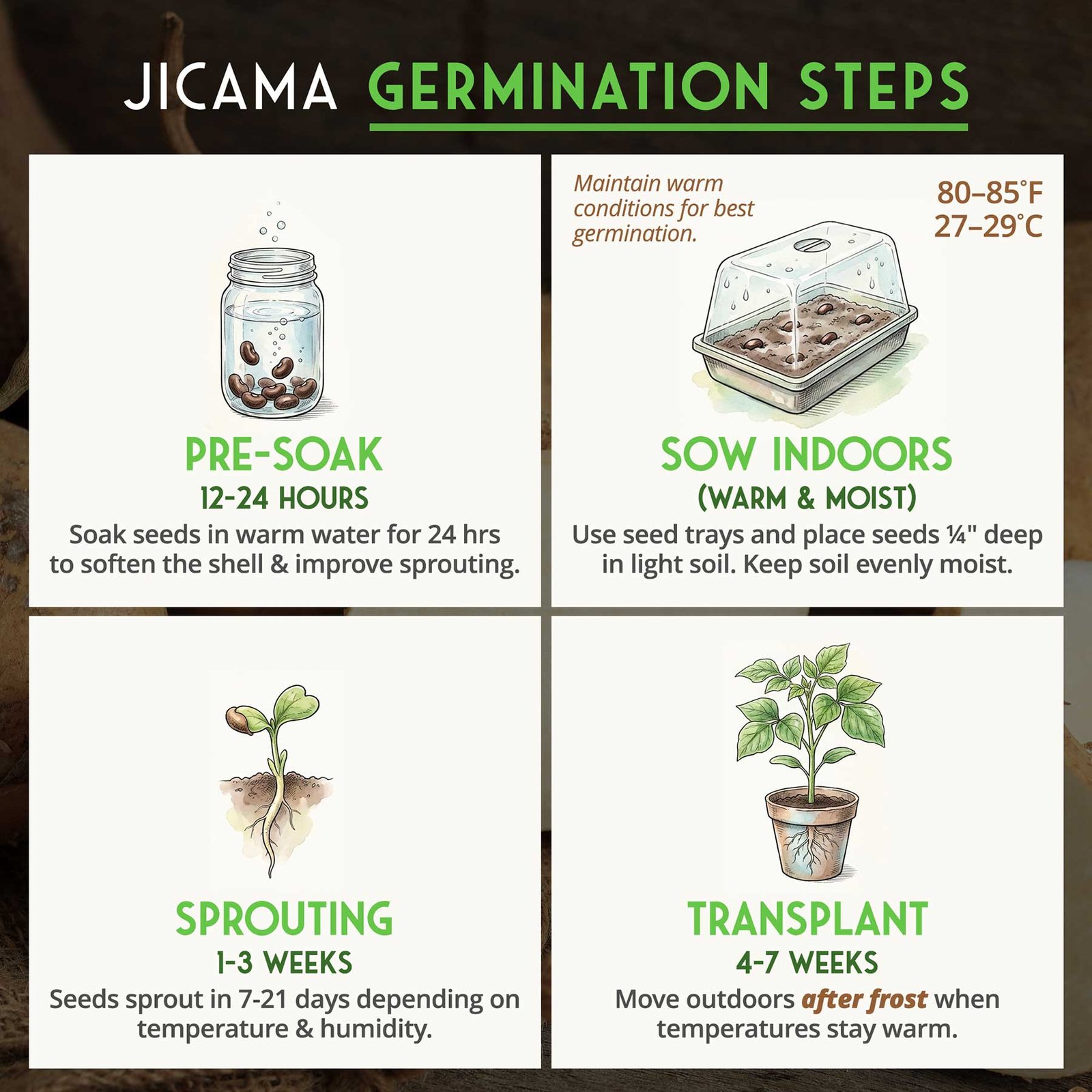 Jicama2.jpg