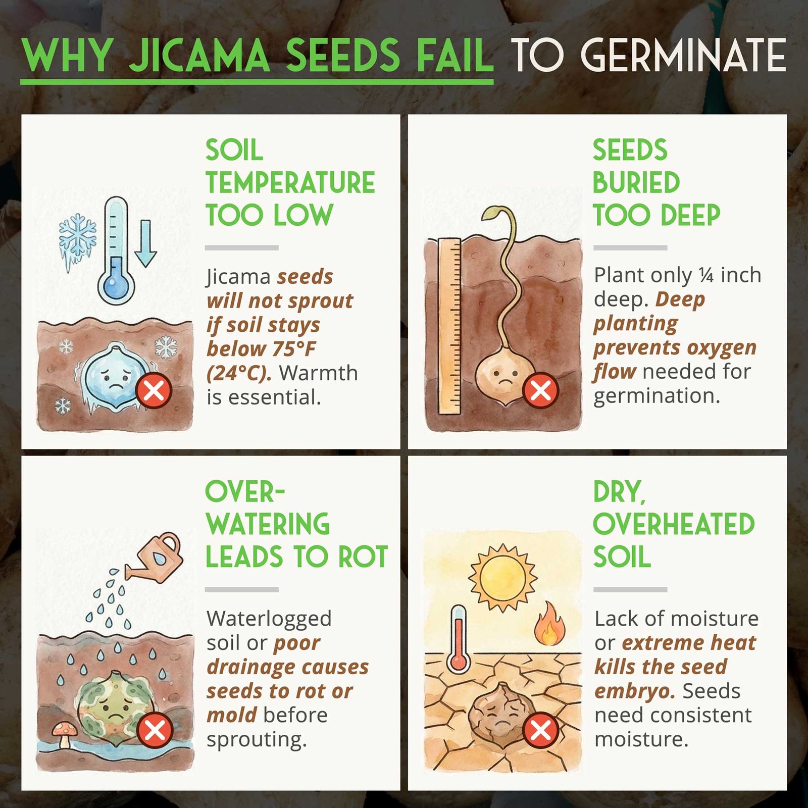 Jicama3.jpg