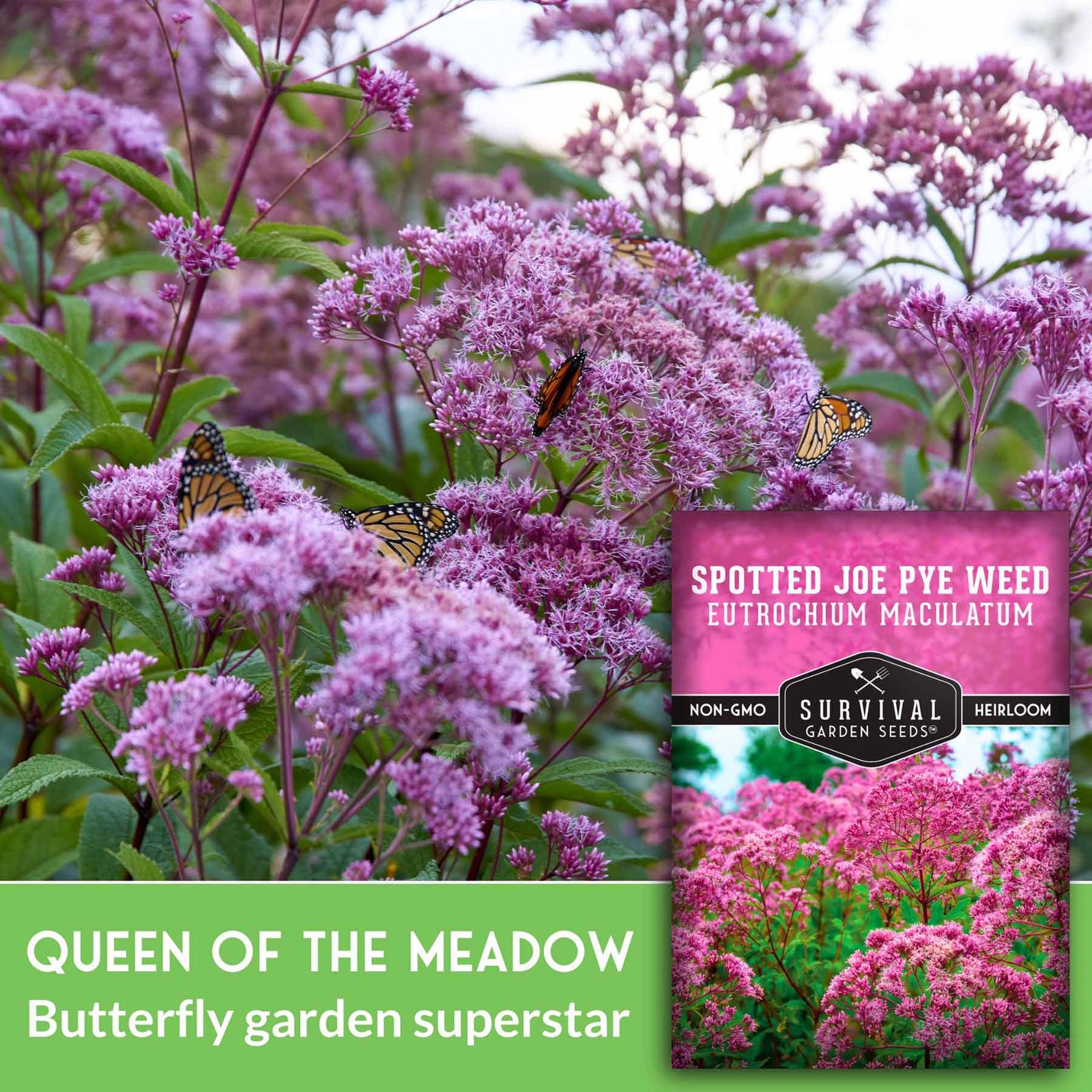 Joe-Pye-Weed-Queen-of-the-Meadow.jpg