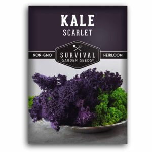 Scarlet Kale Seeds for Planting – Heirloom Edible & Ornamental Kale (Brassica oleracea) – Vibrant Red-Purple Superfood Greens for Gardens, Containers & Hydroponics