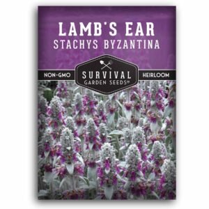 Lamb’s Ear Seeds (Stachys byzantina) – Perennial Silvery Ground Cover for Borders, Xeriscapes & Pollinator Gardens