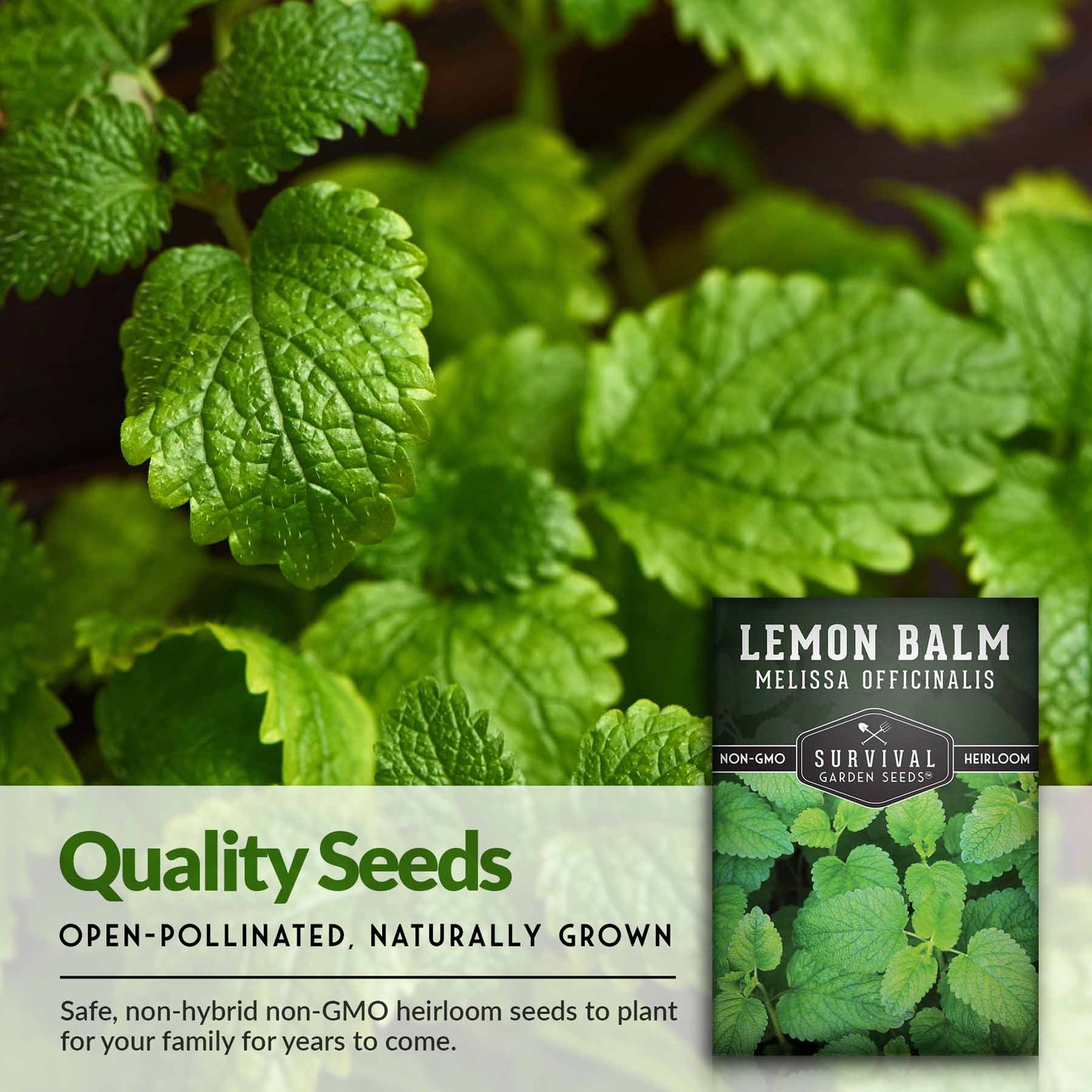 Lemon-Balm-03.jpg