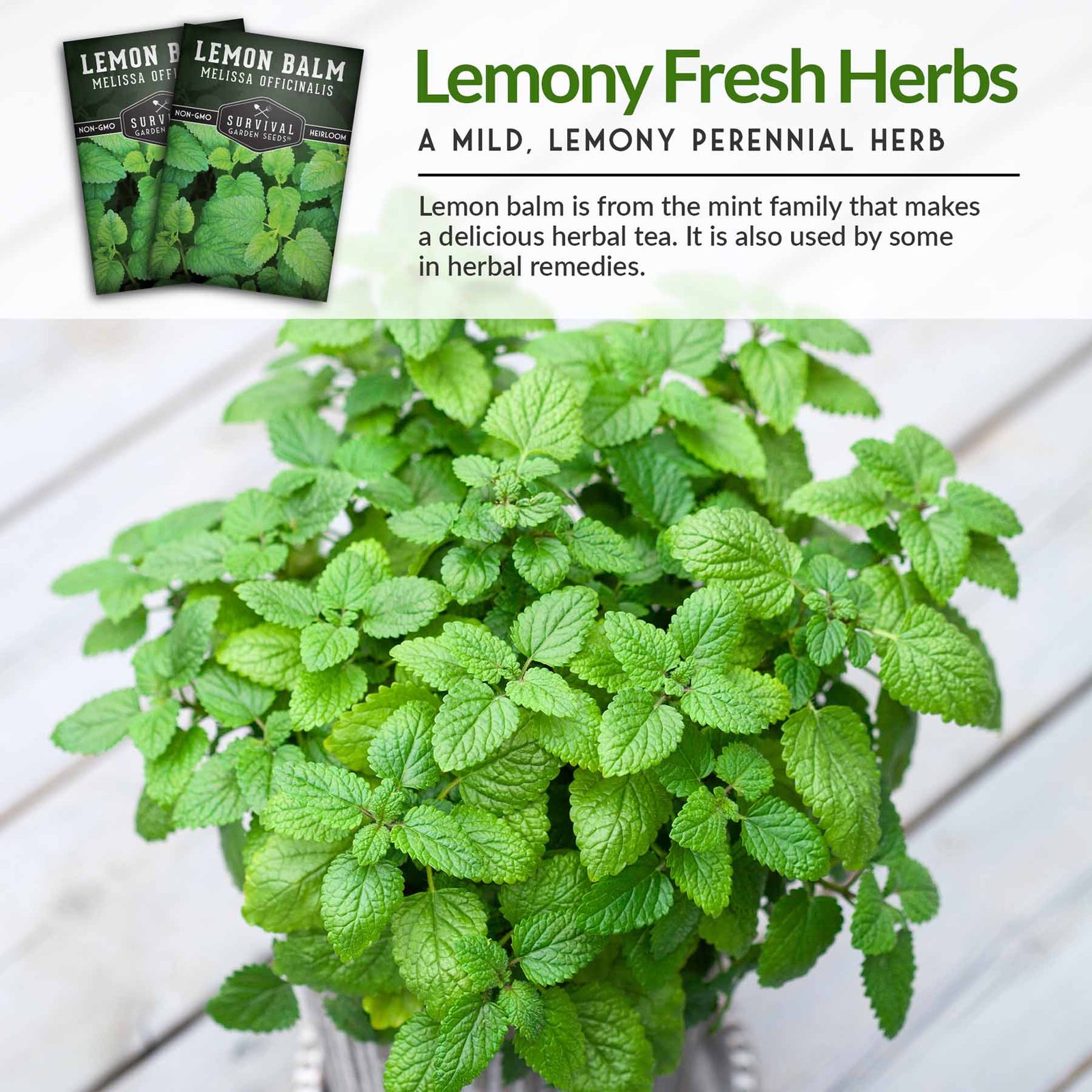Lemon-Balm-04.jpg