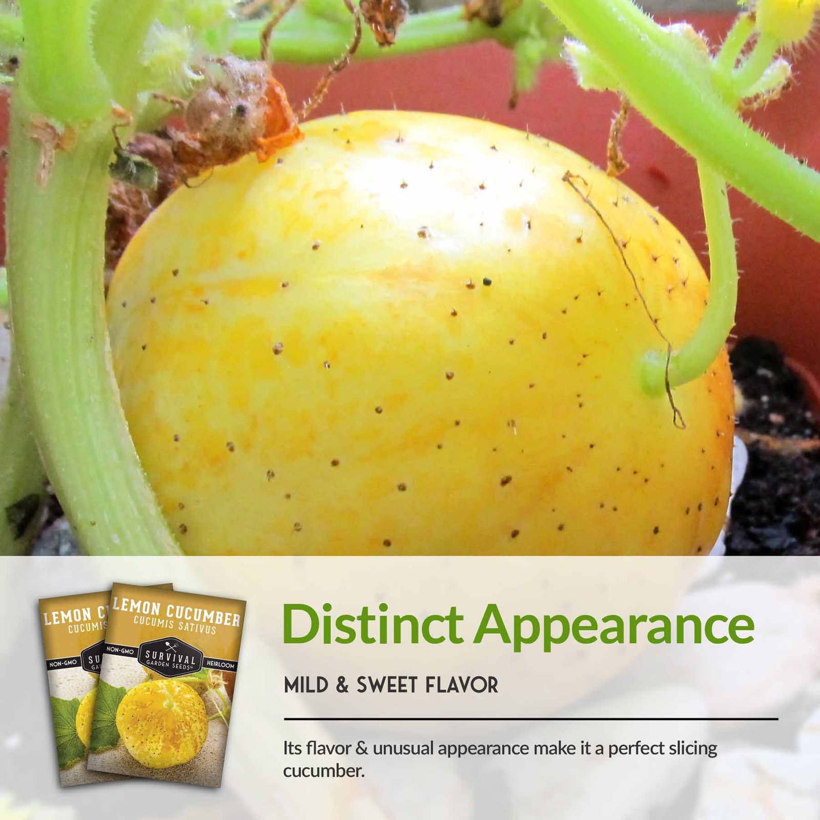 Lemon-Cucumber-04.jpg